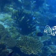 吉哈瓦岛水下珊瑚2
