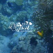吉哈瓦岛水下珊瑚3