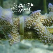 吉哈瓦岛海下珊瑚3