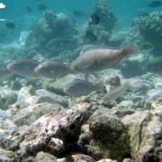 丽莉岛海下的鱼群和珊瑚