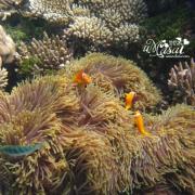 鲁滨逊岛美丽的珊瑚和鱼